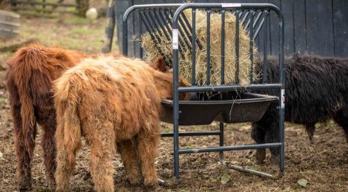 Adjustable Hay Grain Feeder Cashmans