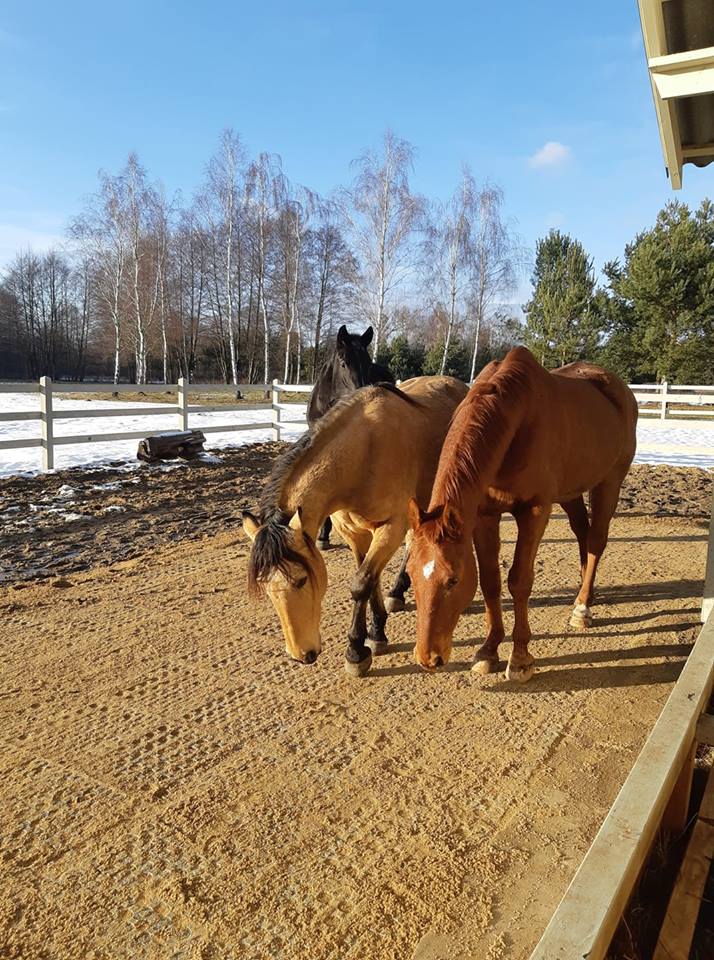 Stable Ground Mud Solution - Cashmans