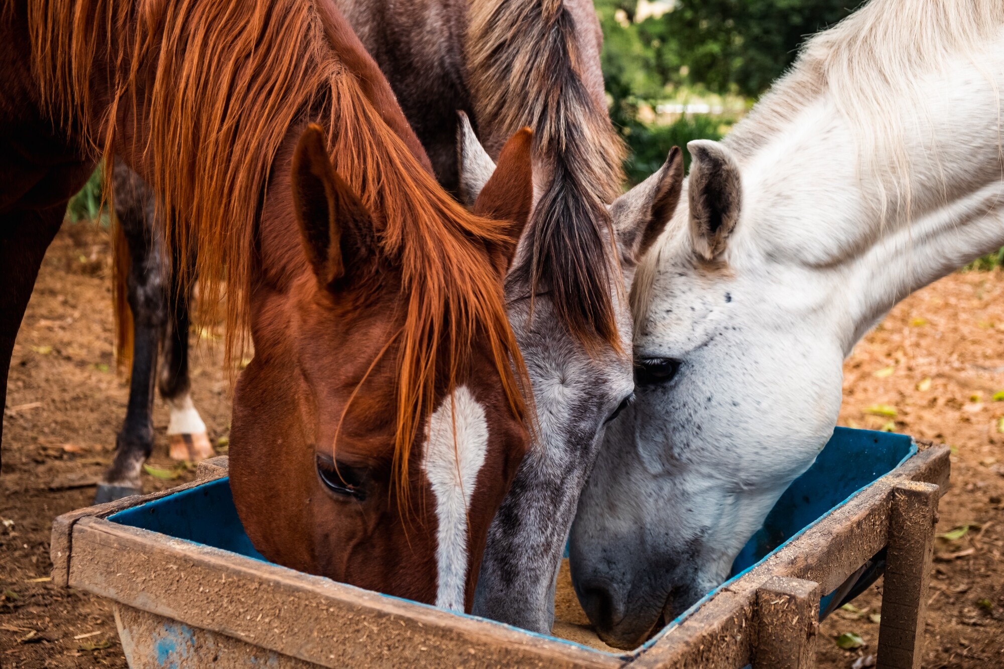 https://www.cashmans.com/wp-content/uploads/2023/06/horses-feeding-at-a-horse-feeder.jpg