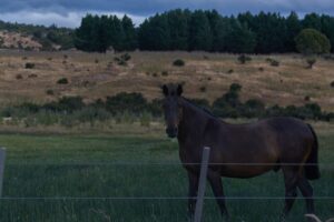 dark brown horse in pasture behind wired fence in the evening