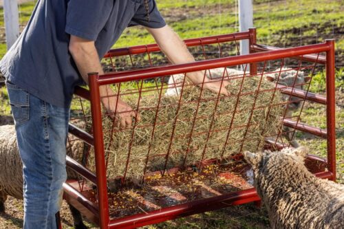 Metal Sheep & Goat Feeder - Image 6