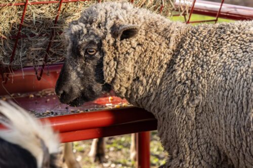 Metal Sheep & Goat Feeder - Image 4